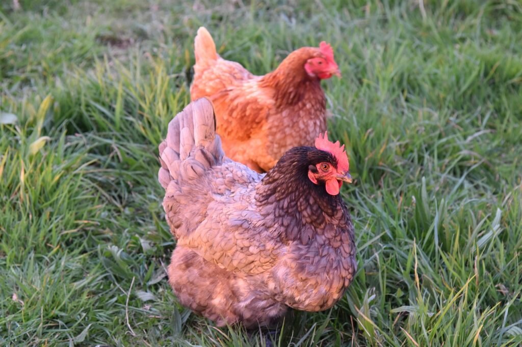 hens, chickens, birds, animal, laying hens, farm hens, nature, prairie