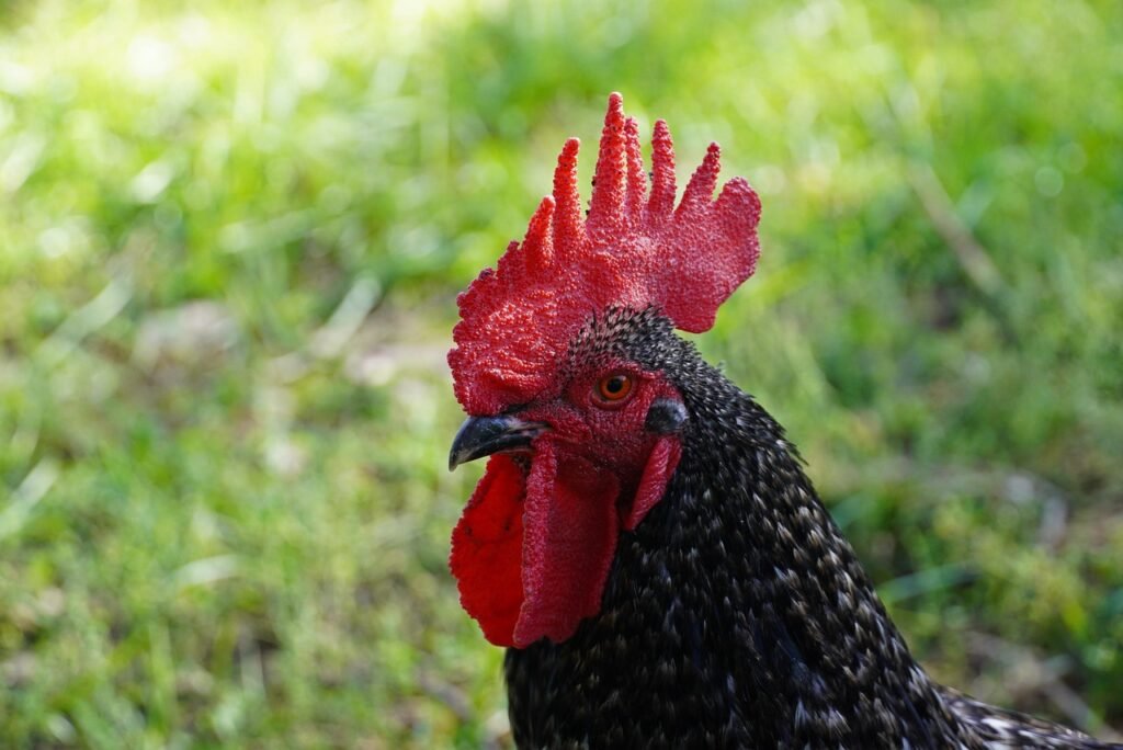gallo, hen, nature, corral, animal, bird, plumage, crest, red, christmas