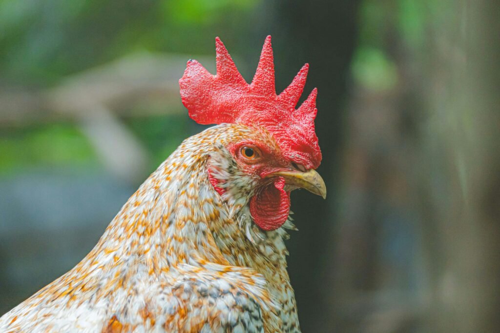 Vibrant rooster with red comb and detailed plumage in a natural outdoor setting.