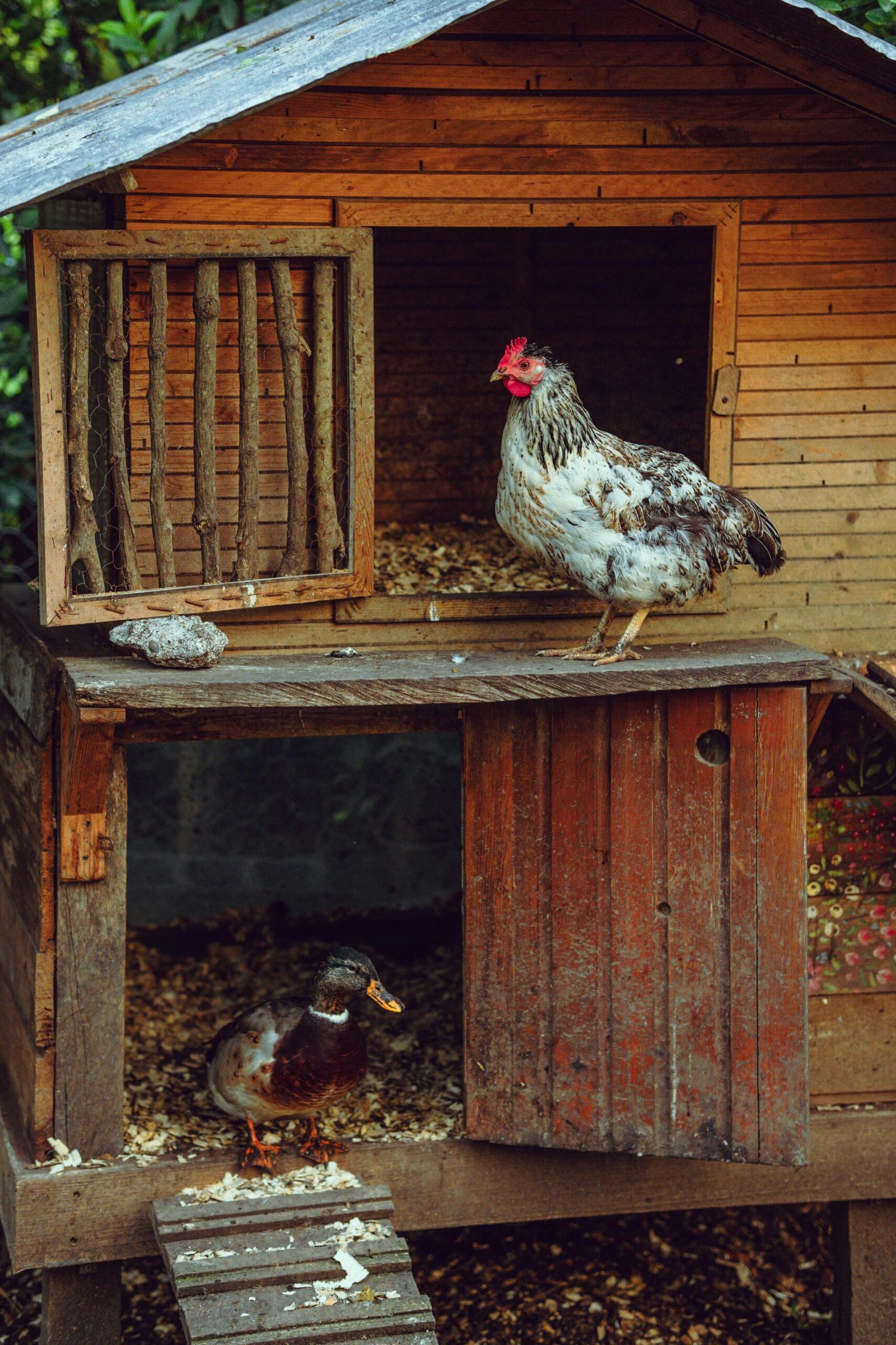 Rooster and duck in a rustic wooden coop showcasing farm life.