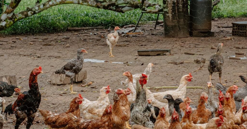 A group of free-range chickens wandering in a rural farm environment with lush greenery.